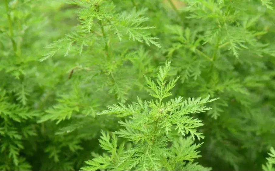 清明踏春，你留意到這些地理標志產(chǎn)品了嗎？